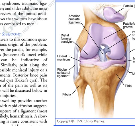 Knee Tendon Diagram Patellar Tendon Anatomy Of Right Knee Knee