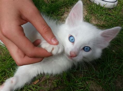 Adorable Chaton ANGORA TURC Blanc, yeux bleus