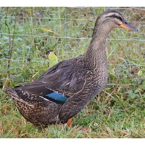Cackle Hatchery Rouen Hen Duck Female 702f Blains Farm And Fleet