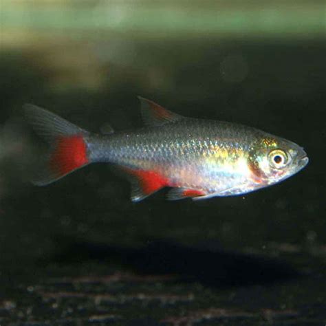 Bloodfin Tetra Aphyocharax Anisitsi That Fish Place