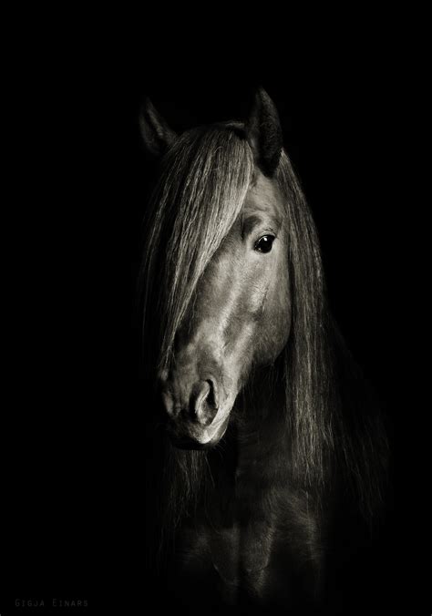 Jaw Dropping Black And White Horse Photos Cowboy Magic Cowboy Magic