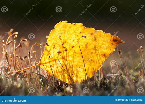 Autumn Orange Colour Leaf Stock Photo Image Of Pattern 34906482