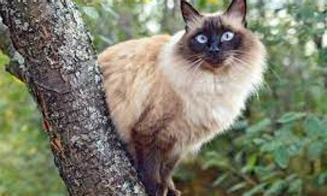A Comprehensive Guide To Balinese Cats