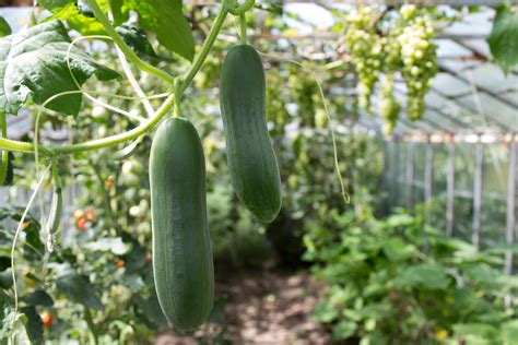 How To Grow Cucumbers A Comprehensive Guide Ihsanpedia