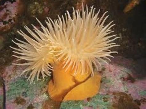 Antarctic Anemone Information And Picture Sea Animals