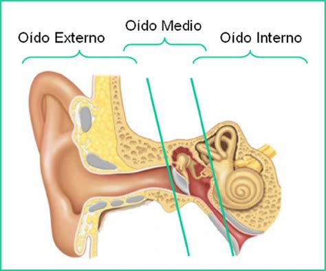 Cómo Funciona El Oído Y Cuales Son Sus Partes Principales Como
