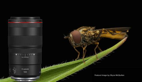 Canon Rf 100mm F28l The Perfect Lens For Macro Photography Looking Glass Photo And Camera