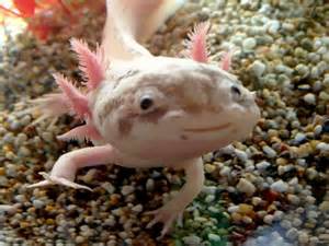 Poppop The Smiling Advice Giving Axolotl Cute Animals Pinterest