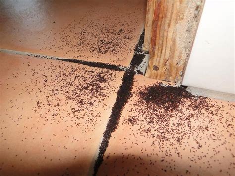 Guide To Termite Droppings Frass And Poop Identification And Pictures
