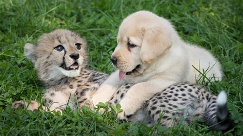 This Adorable Puppy And Cheetah Love Hanging Out Nbc News