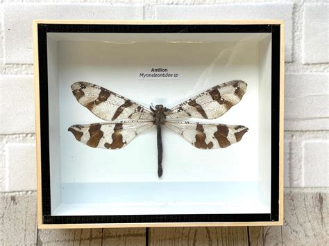 Antlion Lacewing Glenoleon Pulchellus Box Frame Display Case Etsy Uk