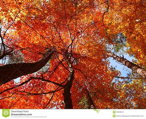 Red Fall Leaves On Trees Upward View Stock Photo Image Of Branches
