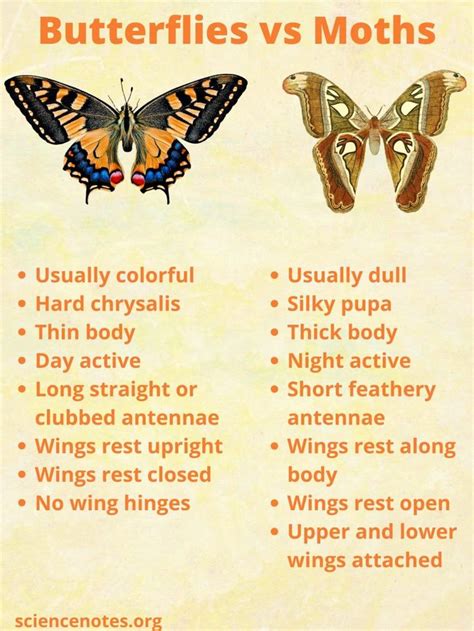 What Is The Difference Between A Butterfly And A Moth In 2023