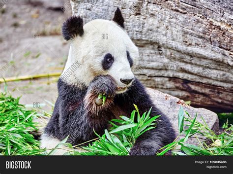 Cute Bear Panda Image And Photo Free Trial Bigstock