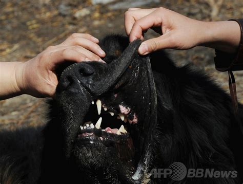 日本人7歳女児が大型犬に襲われ重傷、ニュージーランド 写真1枚 国際ニュース：afpbb News