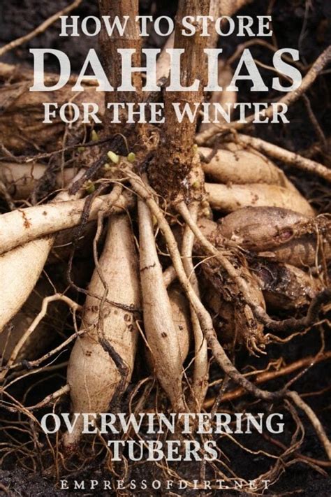 4 Ways To Store Dahlia Tubers For The Winter Eod