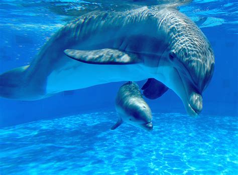 40 Animals And Their Adorable Offspring Animals Baby Dolphins Dolphins
