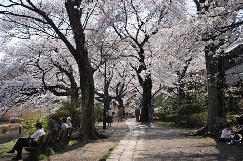 Shot51. 善福寺公園の桜