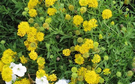 Buy Asteraceae Gaillardia Gallo Yellow Yellow Blanket Flower 1