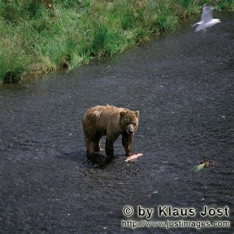 Kodiak Bear Fishing For Salmon