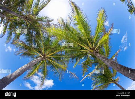 Coconut Palm Trees Upward View In Miami Beach Florida Stock Photo Alamy