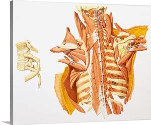 Superficial veins of upper limb , anatomy : Internal anatomy of human upper torso, back Photo Canvas ...