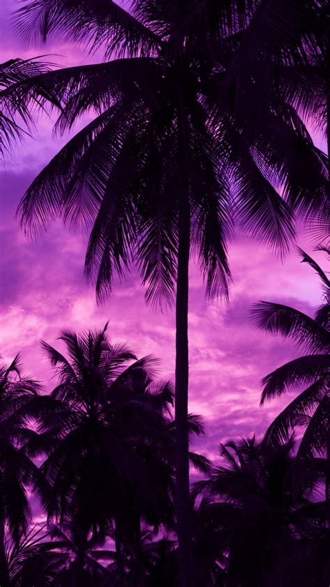 Pink Palm Tree Sunset Wallpaper Palm Tree Sunset Wallpaper Iphone