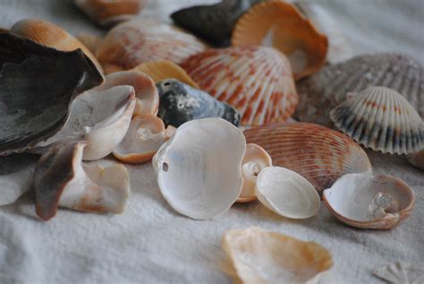 Sea Shells Spilled Out Nature Free Photo On Pixabay Pixabay