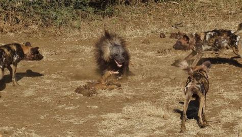 Wild Dogs And A Brown Hyena Africa Geographic
