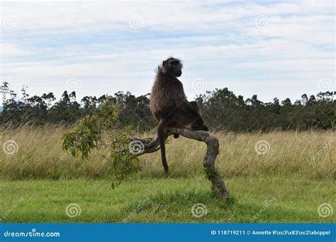 A Big Brown Baboon Is Sitting On A Tree Branch In South Africa Stock Image Image Of Green