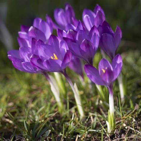 204 Best Images About Spring Blooming Bulbs On Pinterest Banja Luka