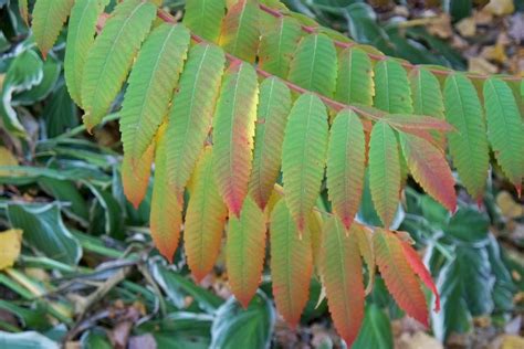 Plantpostings Plant Of The Month Staghorn Sumac