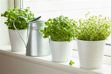 9 Best Herbs To Grow Indoors Urban Garden Gal
