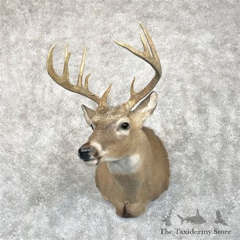 Whitetail Deer Shoulder Mount For Sale 28076 The Taxidermy Store
