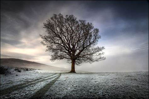 Lone Tree Tree Photography Winter Trees Winter Photography