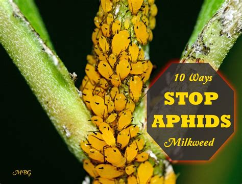 How To Control Aphids On Milkweed Plants Monarch Butterfly Milkweed