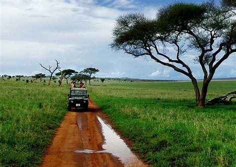 Tarangire National Park Information Tanzania Specialists