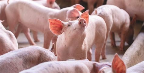 2021 Pork Production Forecast To Top 1m Tonnes For First