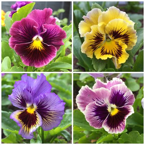 Pansies And Violas Our Edible Flowers The Flower Deli