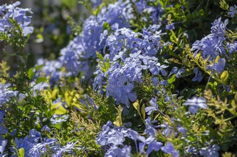 Plumbago Auriculata Blue Flowering Tropical Plants Cape Leadwort Five