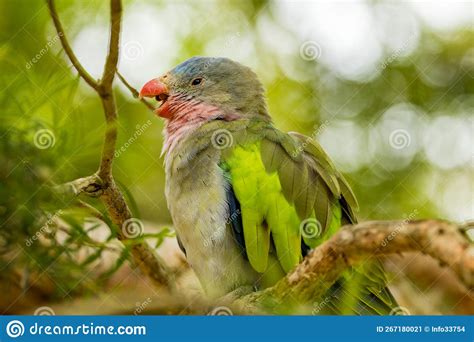 Princess Parrot Endemic And Rare Bird Of Australia Stock Image Image
