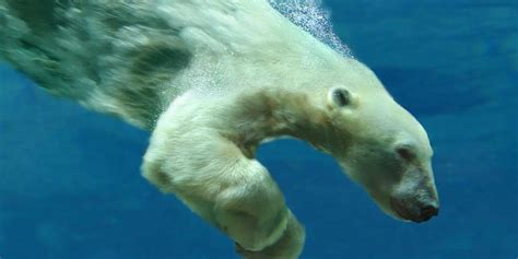 How Fast Can A Polar Bear Swim Polar Bear Facts