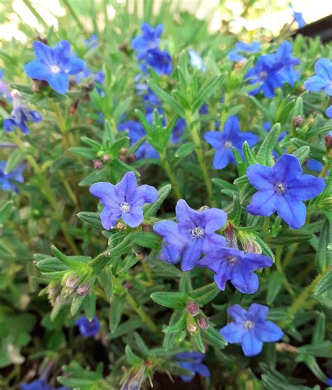 Lithodora Diffusa Heavenly Blue Proctors Nursery