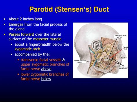 Ppt The Parotid Region Powerpoint Presentation Free Download Id659390