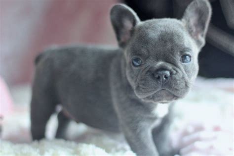 33 French Bulldog Price Puppy Pic Bleumoonproductions