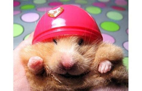 Tiny Hamsters Wearing Tiny Clothes Cute Hamsters Hamster Funny Animals