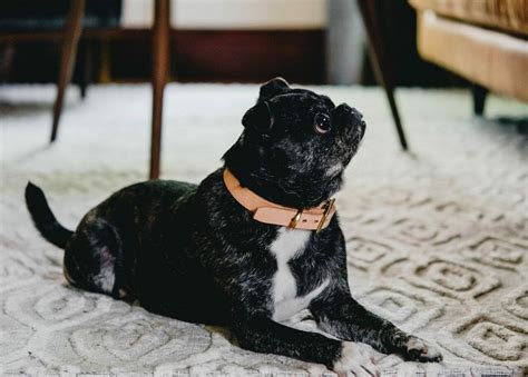 5 Tips For Choosing Pet Friendly Furniture Articulate
