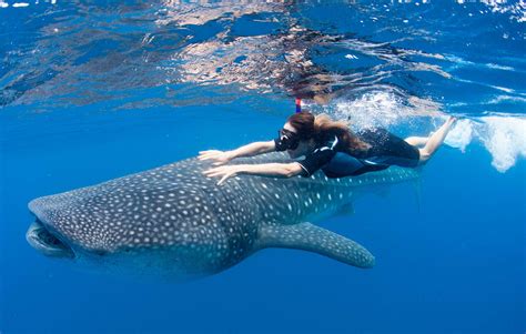 Fascinating Places Where You Can Actually Swim With The Giant Whale Shark