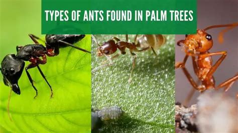 Ants In Palm Trees How To Get Rid Of Them