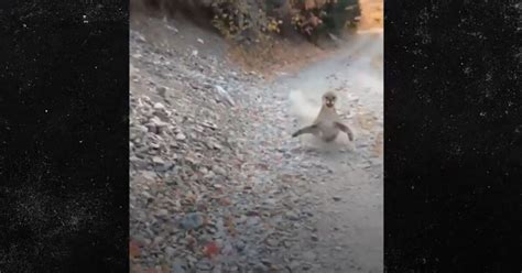 Video Man Stalked By Cougar In Utah Manages To Survive Encounter Concealed Nation